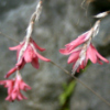 dierama igneum - abriachan nurseries